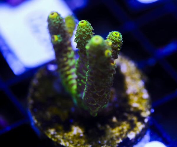 import placeholder for 3064431