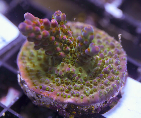 import placeholder for 3064429