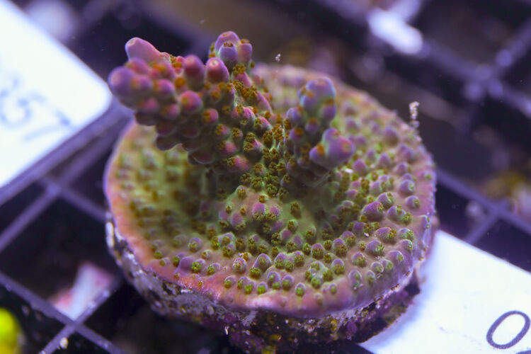 import placeholder for 3064429