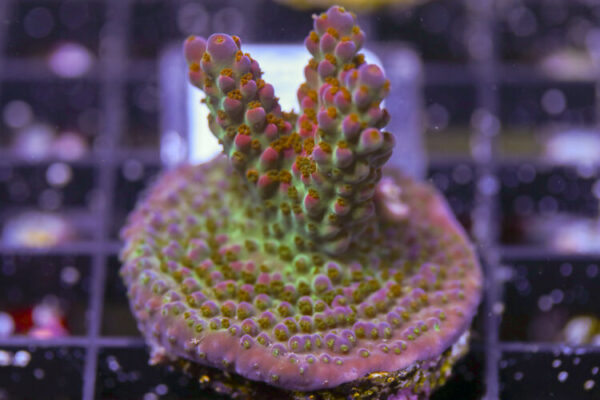 import placeholder for 3064428