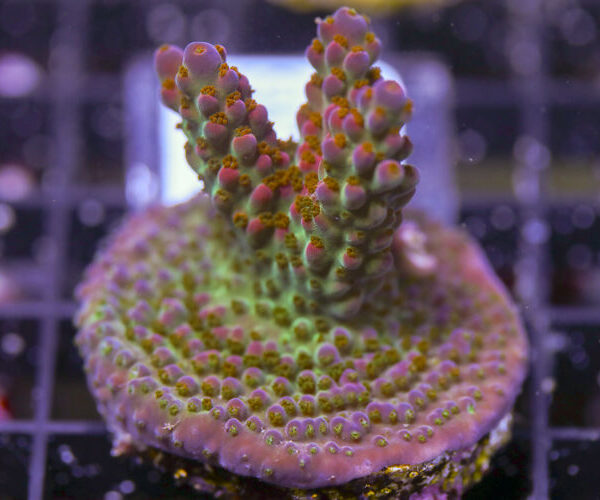 import placeholder for 3064428