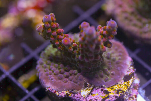 import placeholder for 3064427