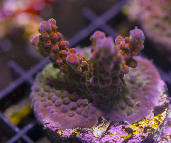 import placeholder for 3064427