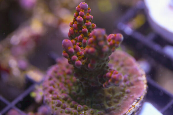 import placeholder for 3064426