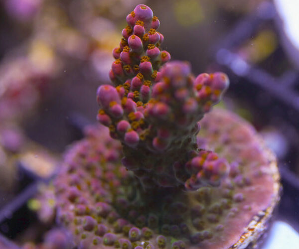 import placeholder for 3064426