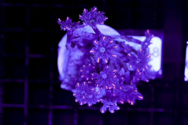 import placeholder for 3064418