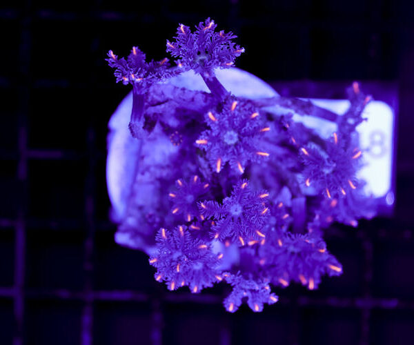 import placeholder for 3064418