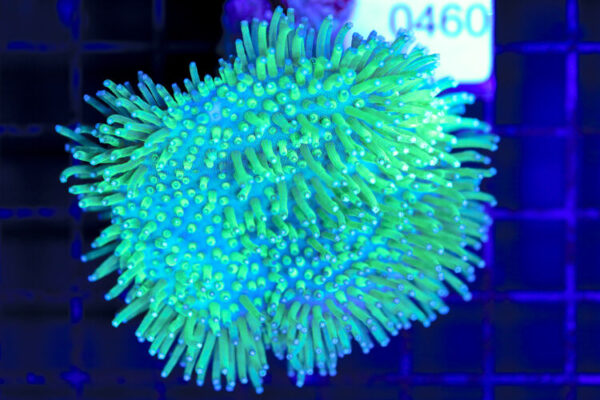 import placeholder for 3064417