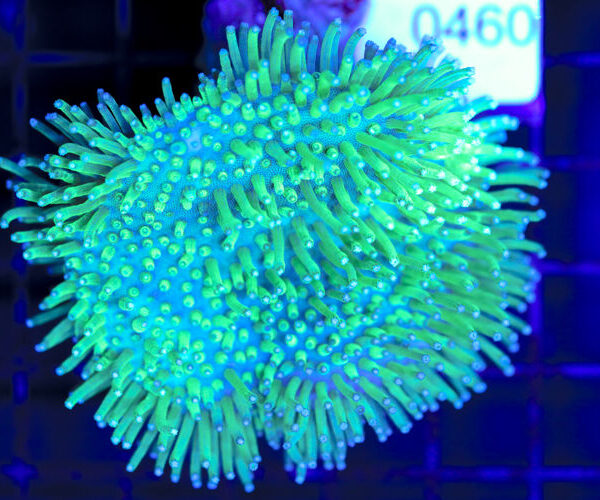 import placeholder for 3064417