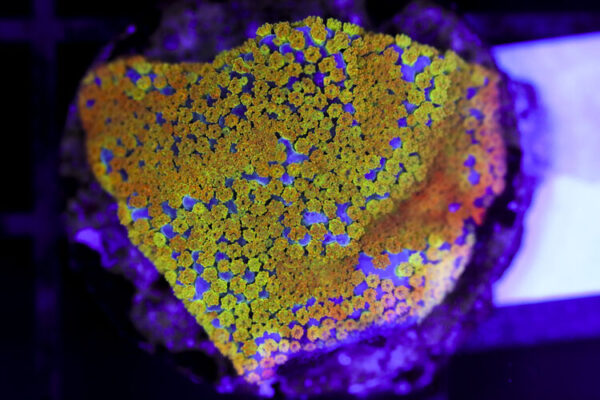 import placeholder for 3064415