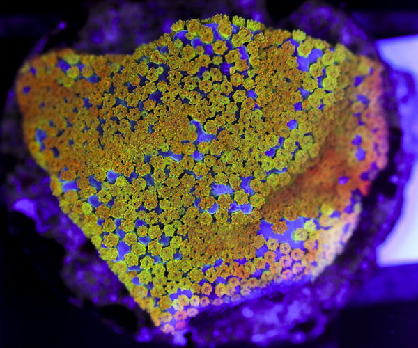 import placeholder for 3064415