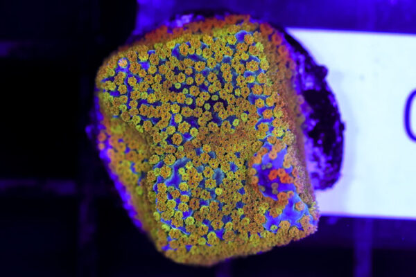 import placeholder for 3064410