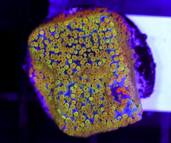 import placeholder for 3064410