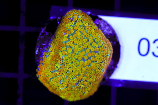 import placeholder for 3064409