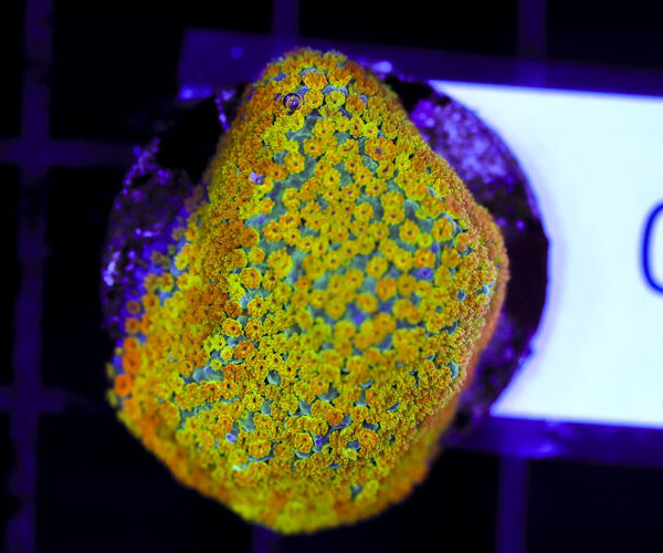 import placeholder for 3064409