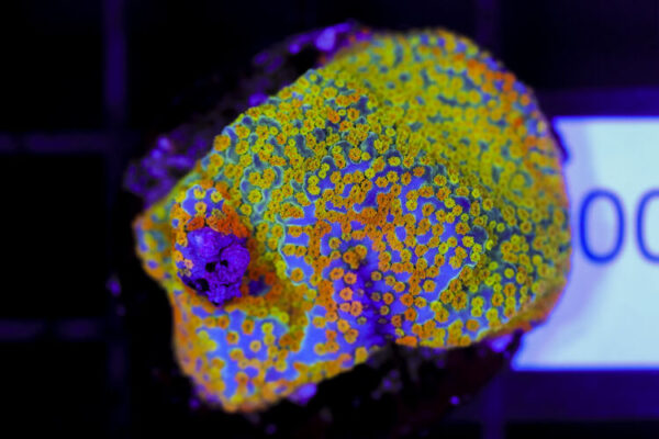 import placeholder for 3064406