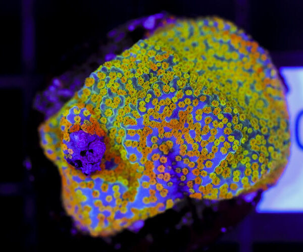 import placeholder for 3064406