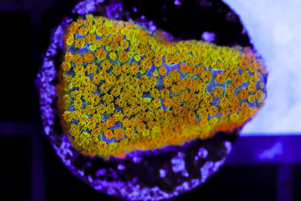 import placeholder for 3064405