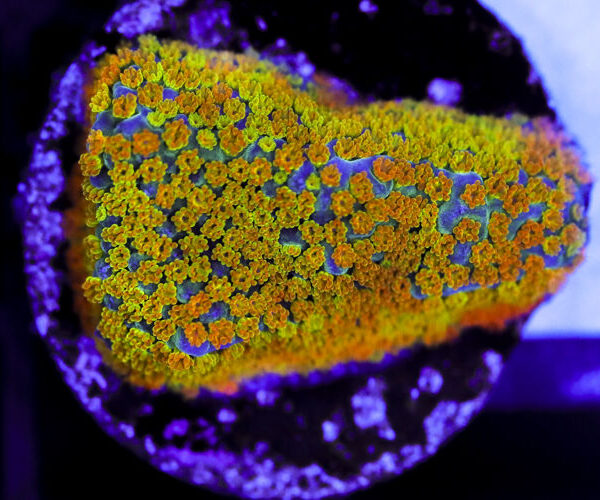 import placeholder for 3064405