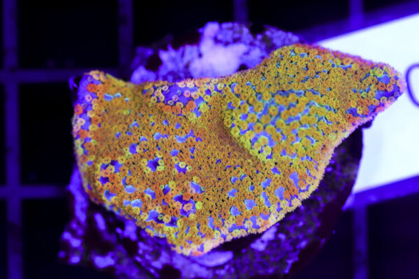 import placeholder for 3064404