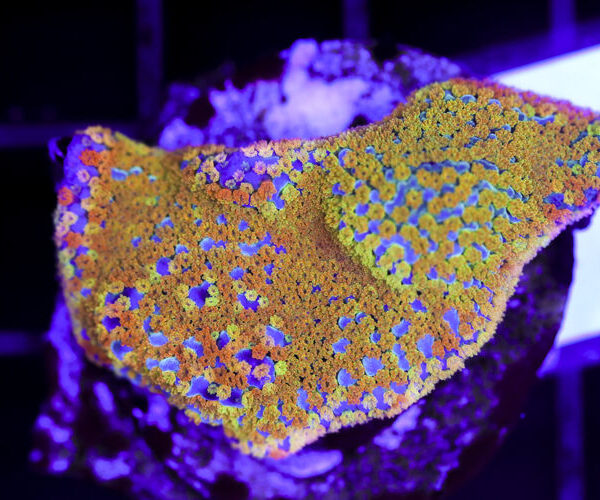 import placeholder for 3064404