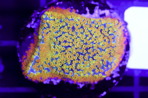 import placeholder for 3064401