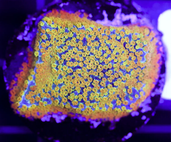 import placeholder for 3064401