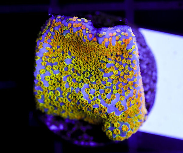 import placeholder for 3064398