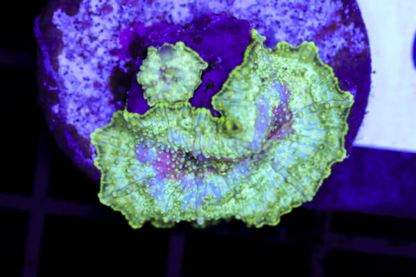 import placeholder for 3064339