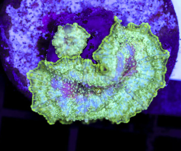 import placeholder for 3064339