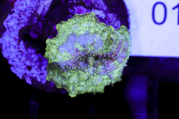 import placeholder for 3064337