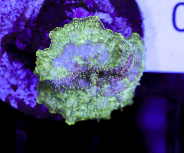 import placeholder for 3064337