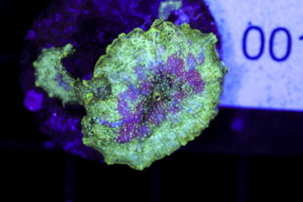 import placeholder for 3064336