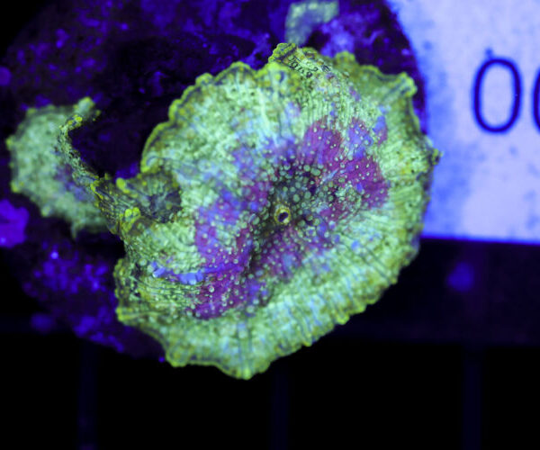 import placeholder for 3064336