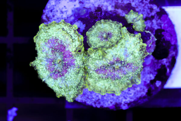 import placeholder for 3064335