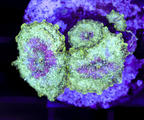 import placeholder for 3064335