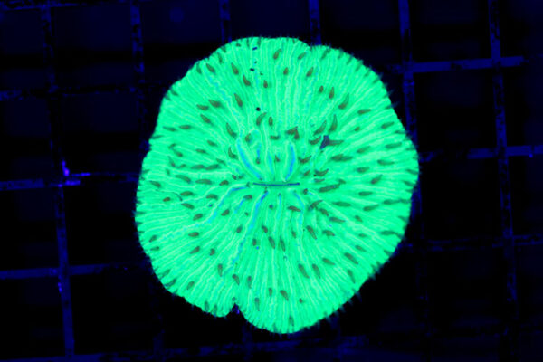 import placeholder for 3064333