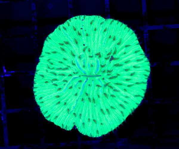 import placeholder for 3064333