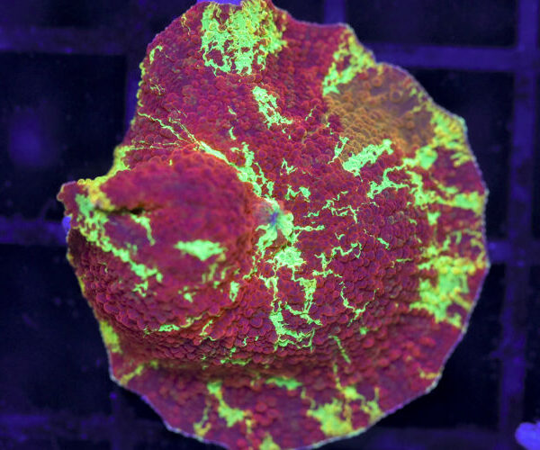 import placeholder for 3063716