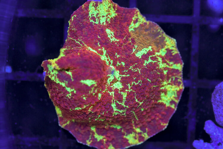 import placeholder for 3063716