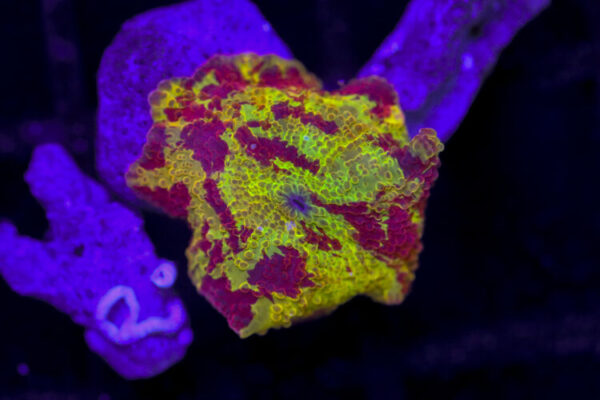 import placeholder for 3063715