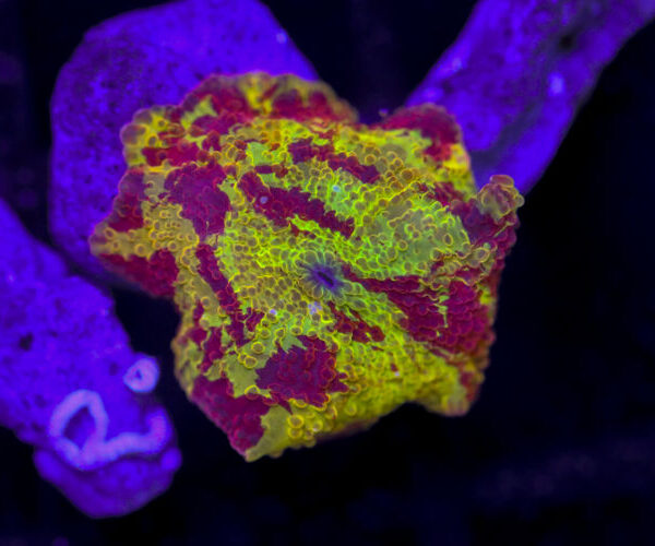 import placeholder for 3063715