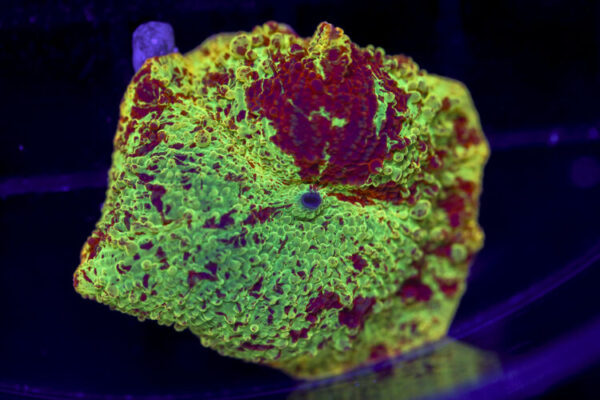 import placeholder for 3063712