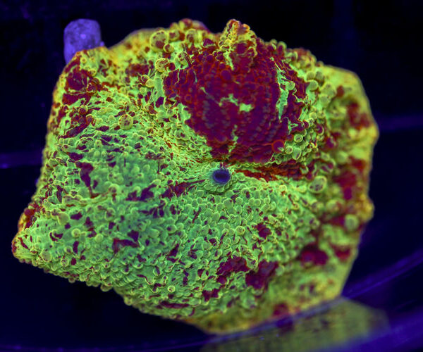 import placeholder for 3063712