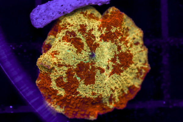 import placeholder for 3063711