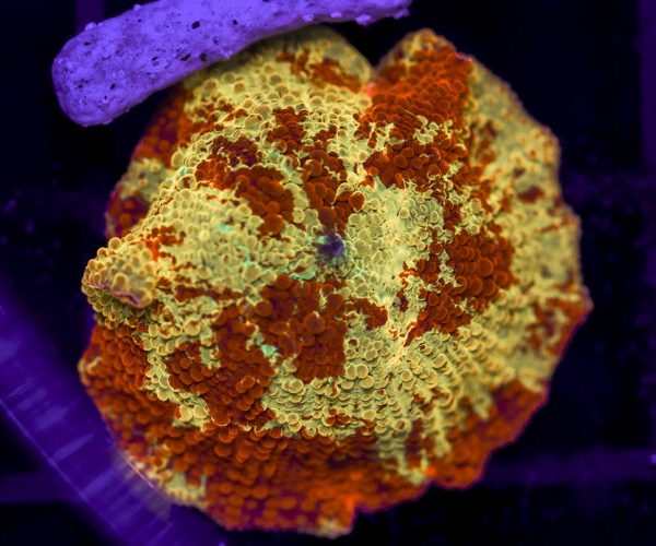 import placeholder for 3063711