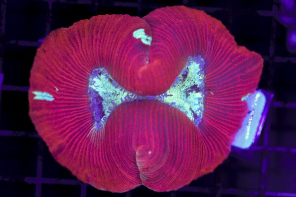 import placeholder for 3063700