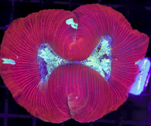 import placeholder for 3063700