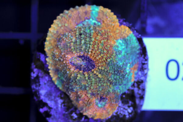 import placeholder for 3063696