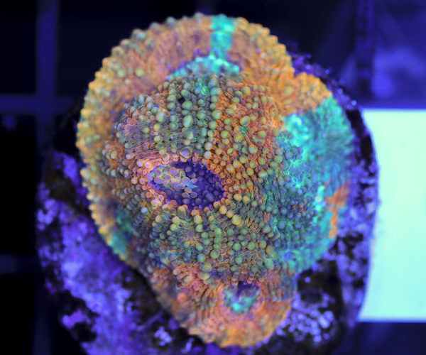 import placeholder for 3063696